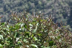 Strobilanthes consanguineus
